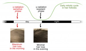 Press_circadian