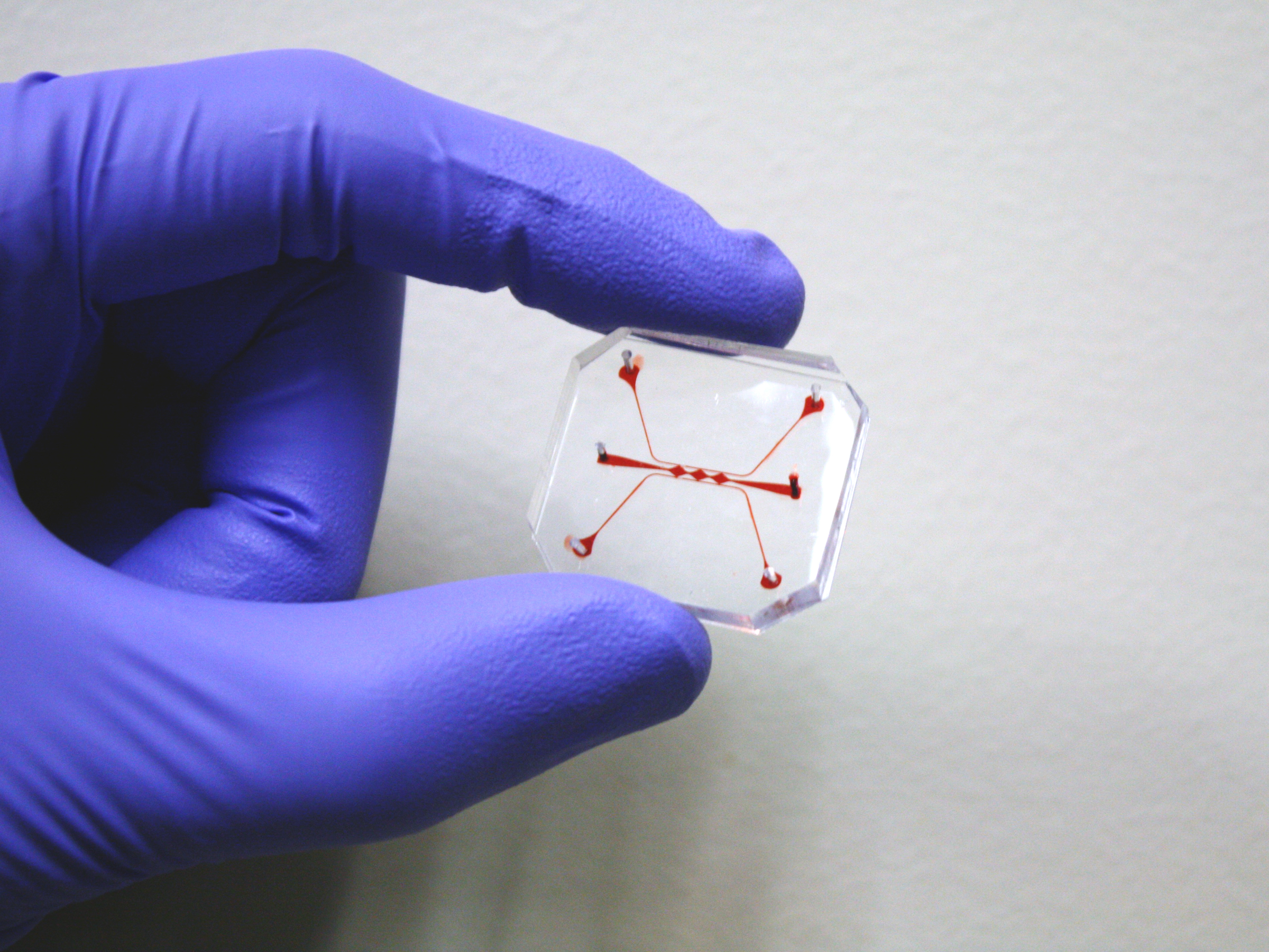 New Award to Further the Development of 3-D Tissue Models for Drug Screening