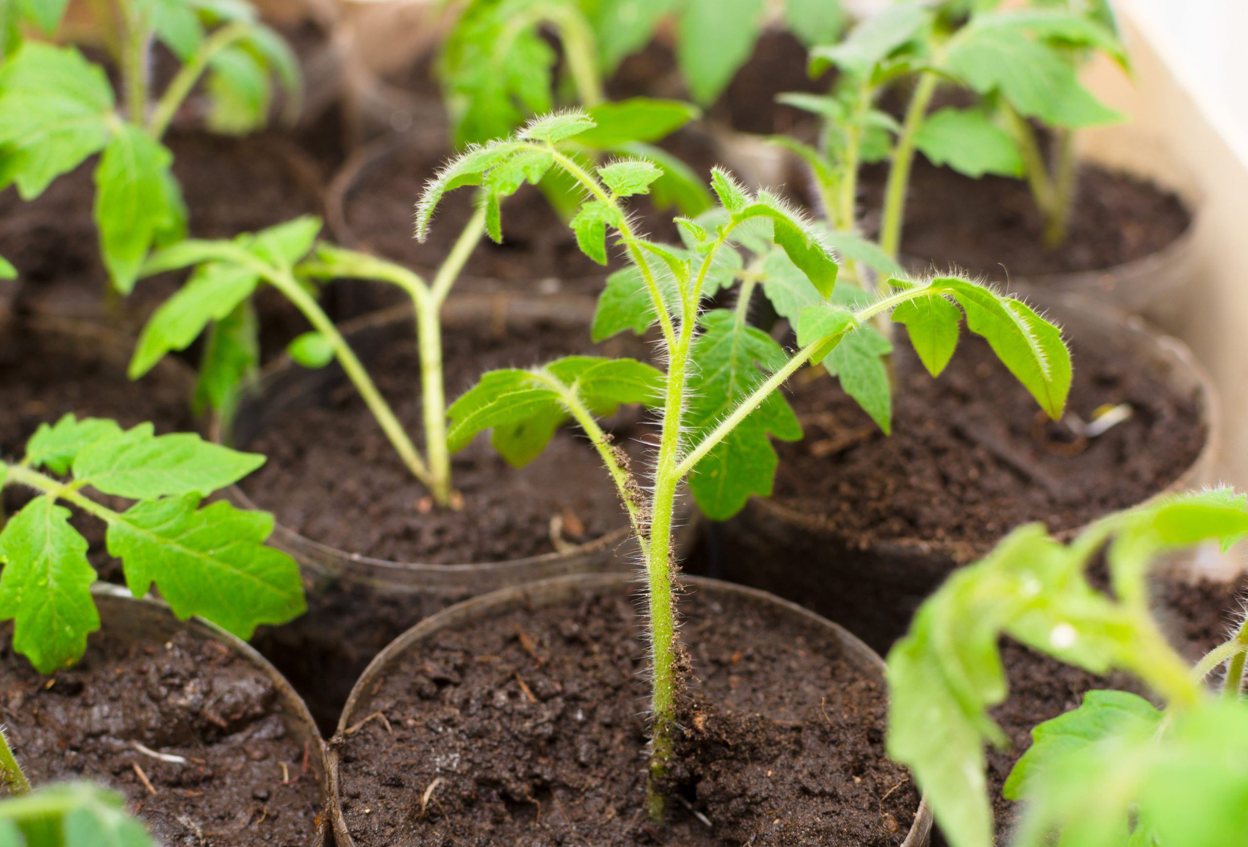 Young tomato plant on plantation. early spring