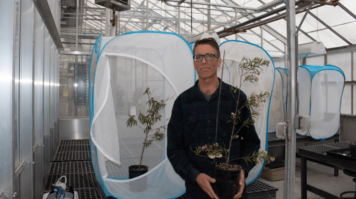 Man observing dead plants