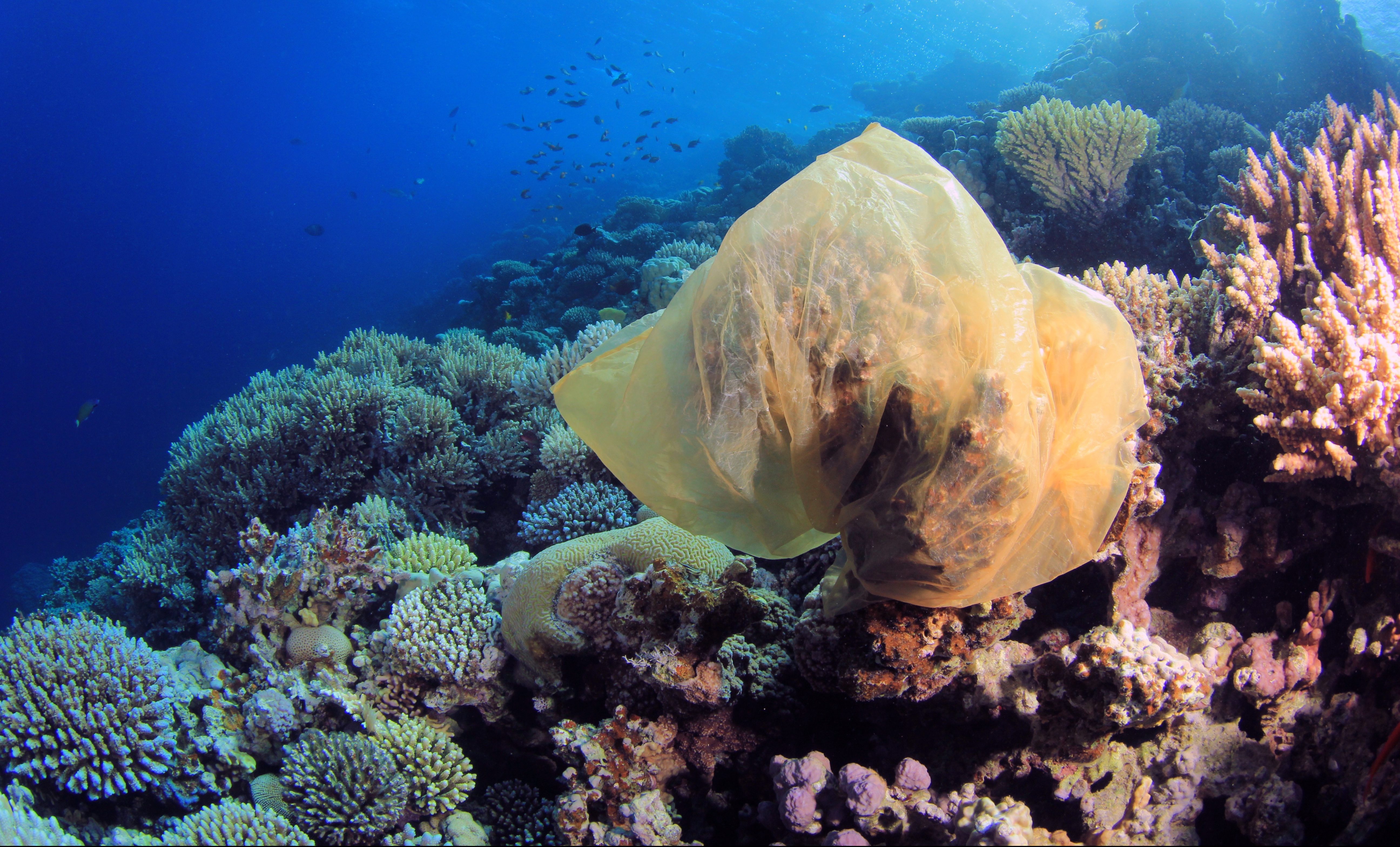 Plastic in the Ocean