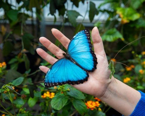 Blue Butterfly