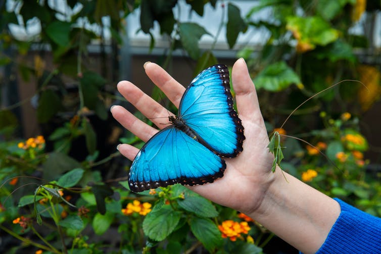 Blue Butterfly