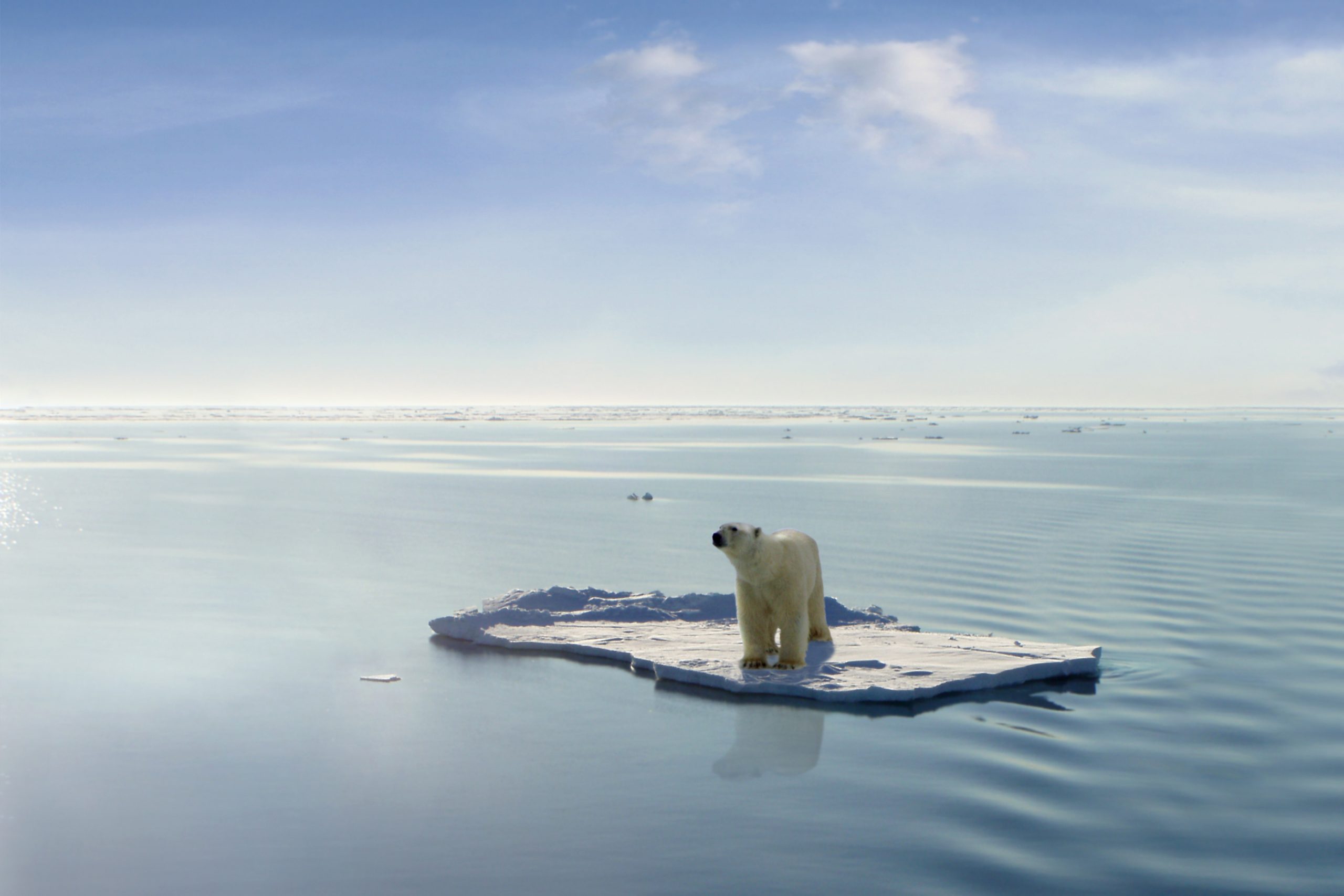 Polar Bear on Iceberg