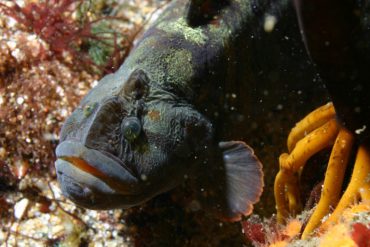 NOAA/MBARI / Public domain