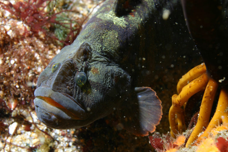 Veggie-loving Fish Could be the New White Meat