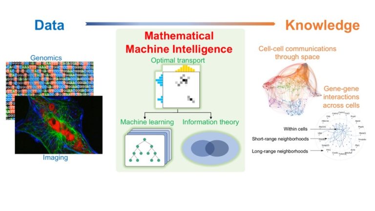 Machine learning diagram for Gene Interactions