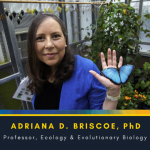 Adriana D. Briscoe with a Blue Butterfly on her hand with the words Adriana D. Briscoe, PhD. Professor, Ecology &Evolutionary Biology below the picture