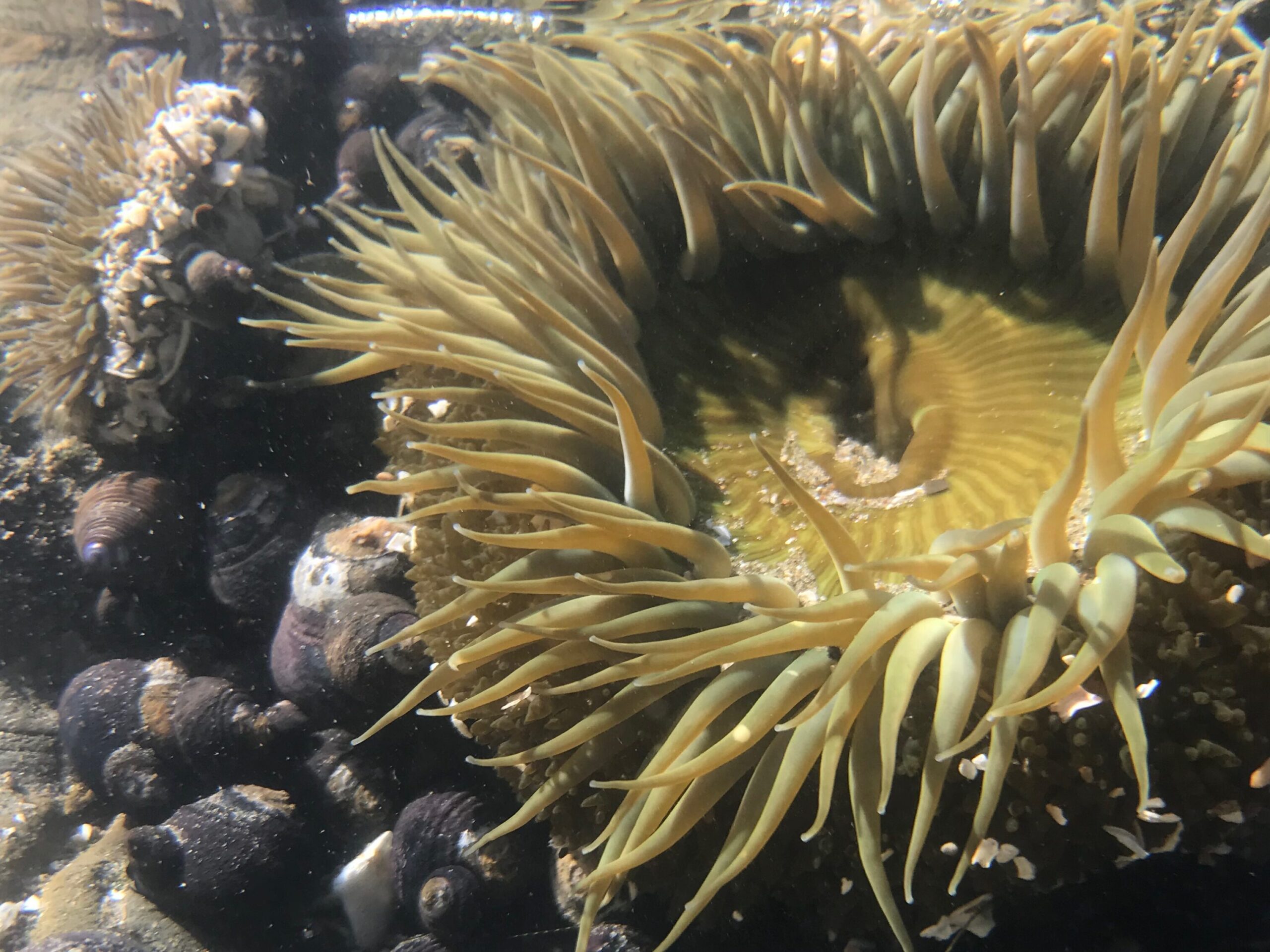 Sea Anemone in water