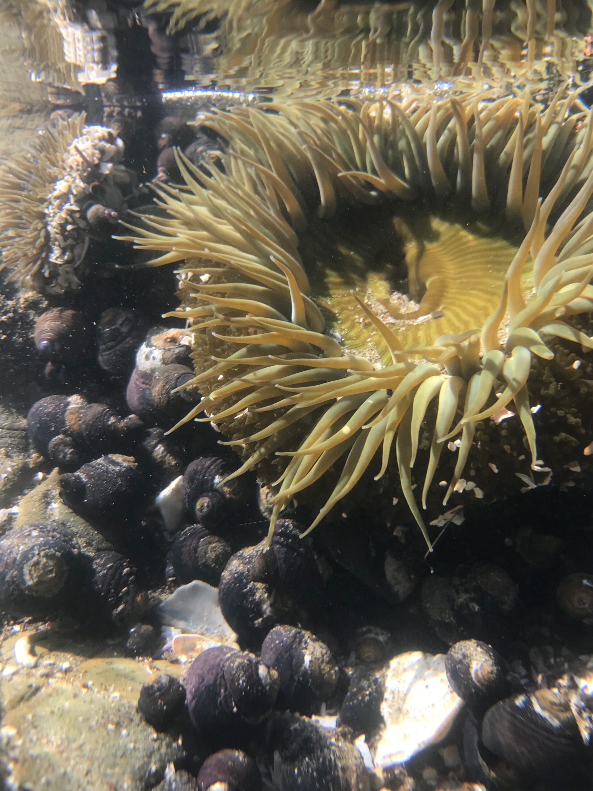 Sea Anemone in water