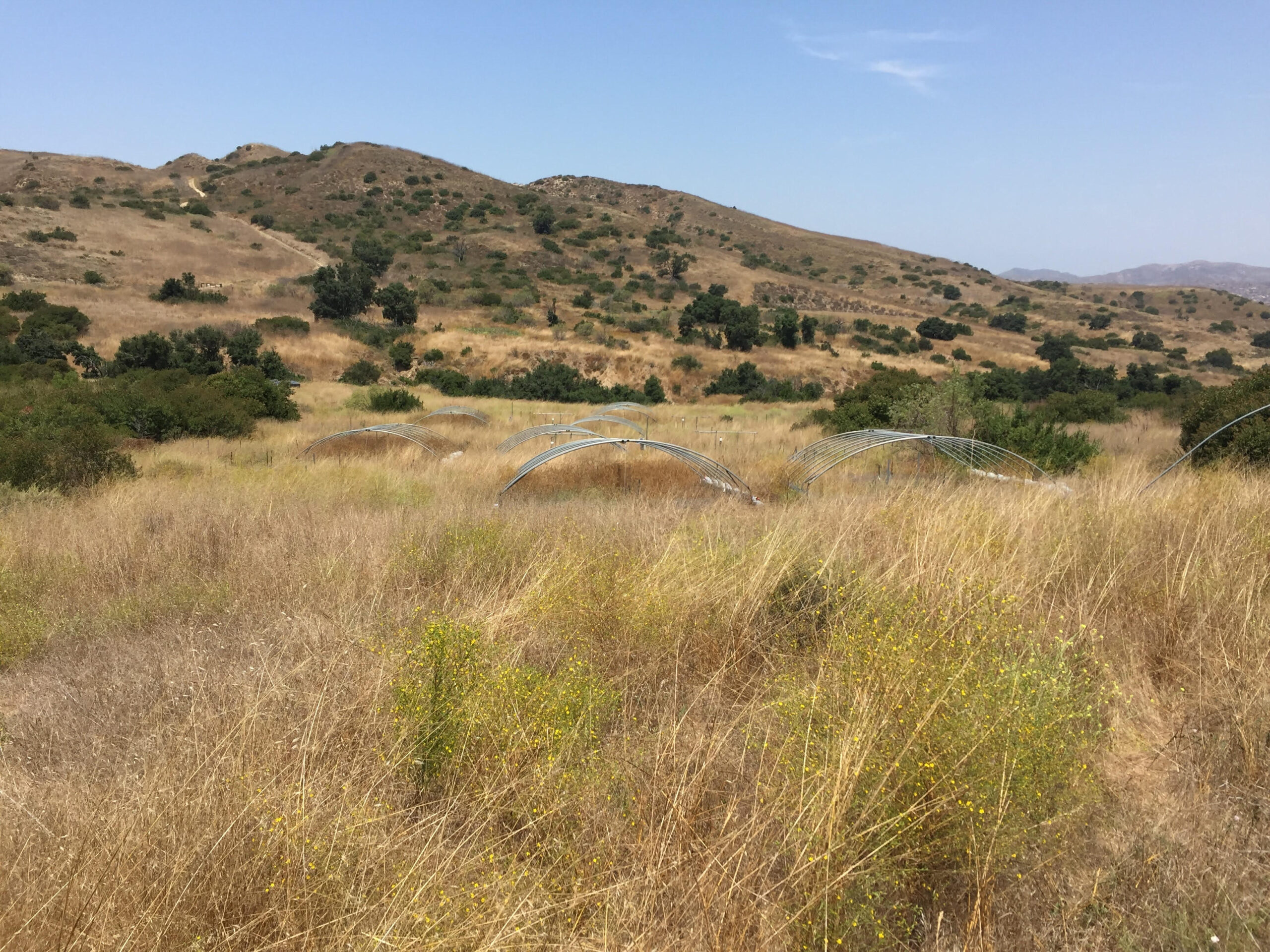 Plants in a field