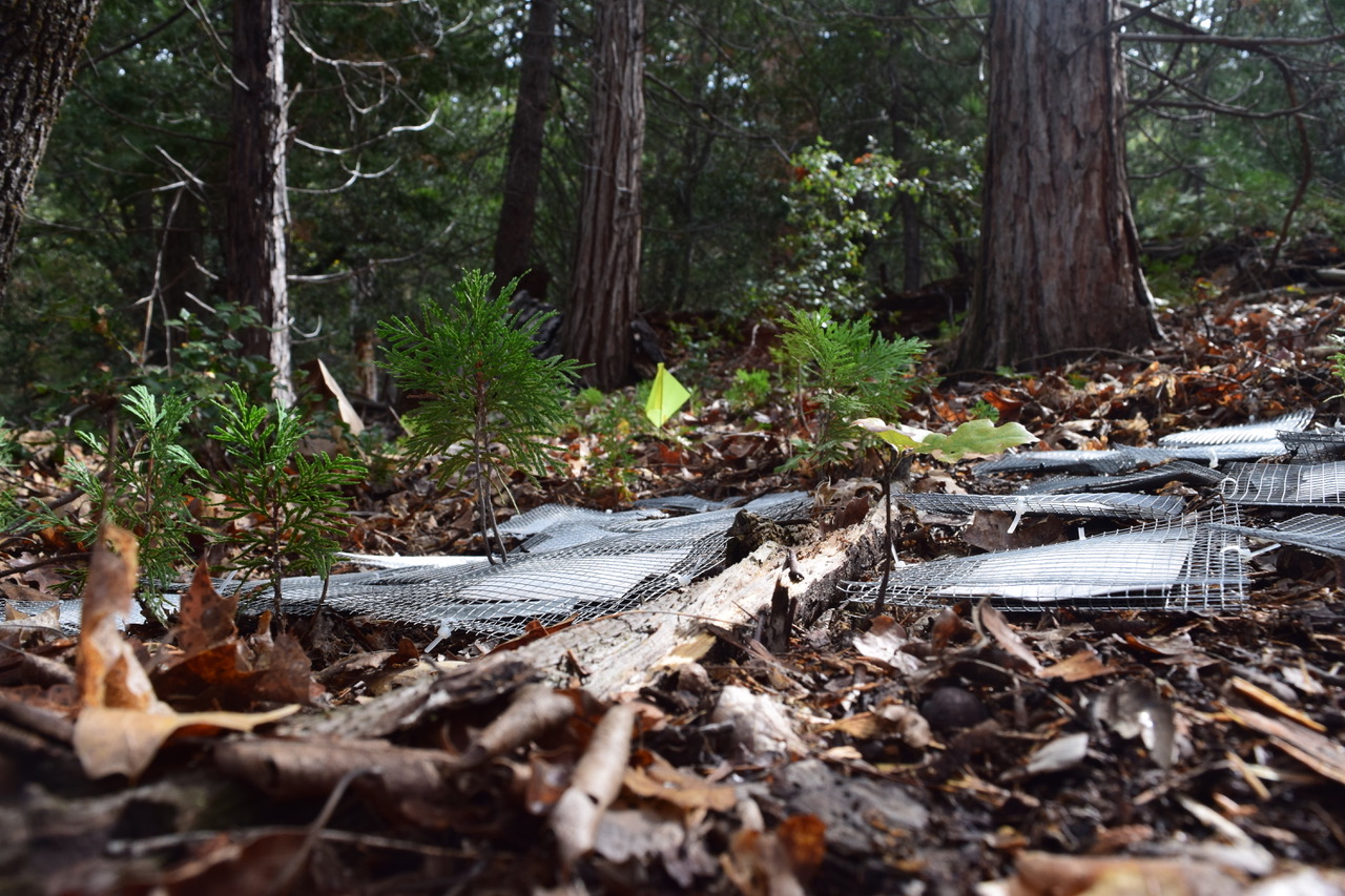 An outdoor mountain setting with trees.