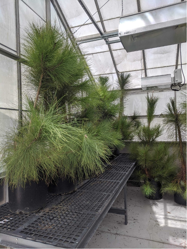Pine trees