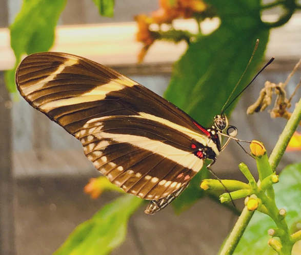 green house - project 2 - butterflies Butterfly for project 2 in the greenhouse