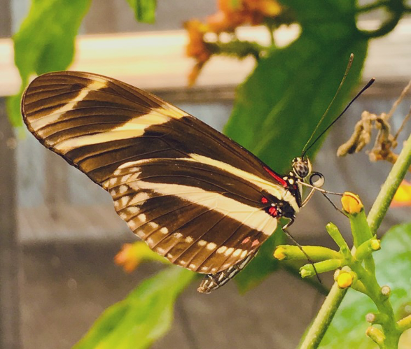 Butterfly for project 2 in the greenhouse