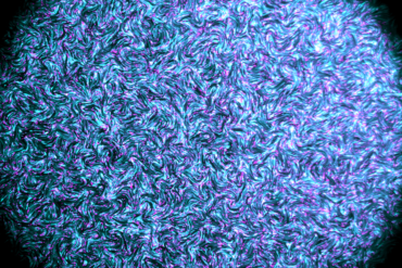 T.Wiles E_Coli fig1