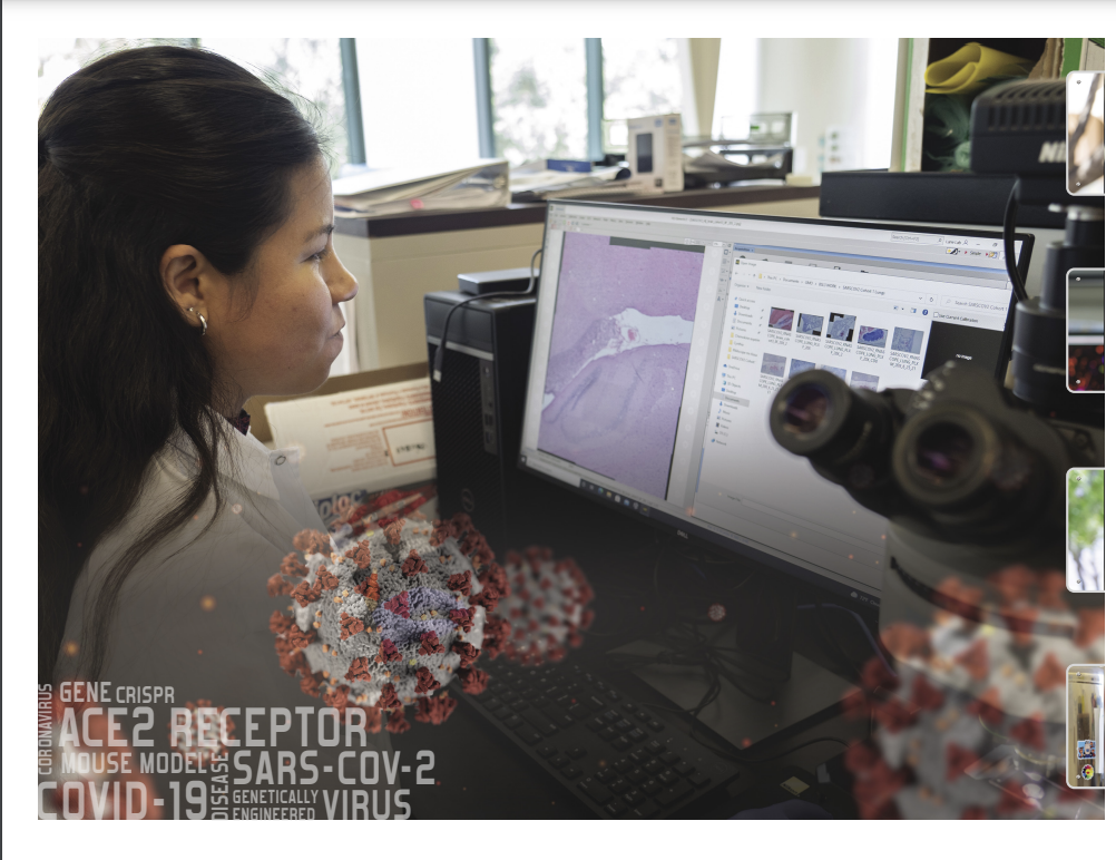 Building a Better Mouse Model To Understand SARS-COV-2