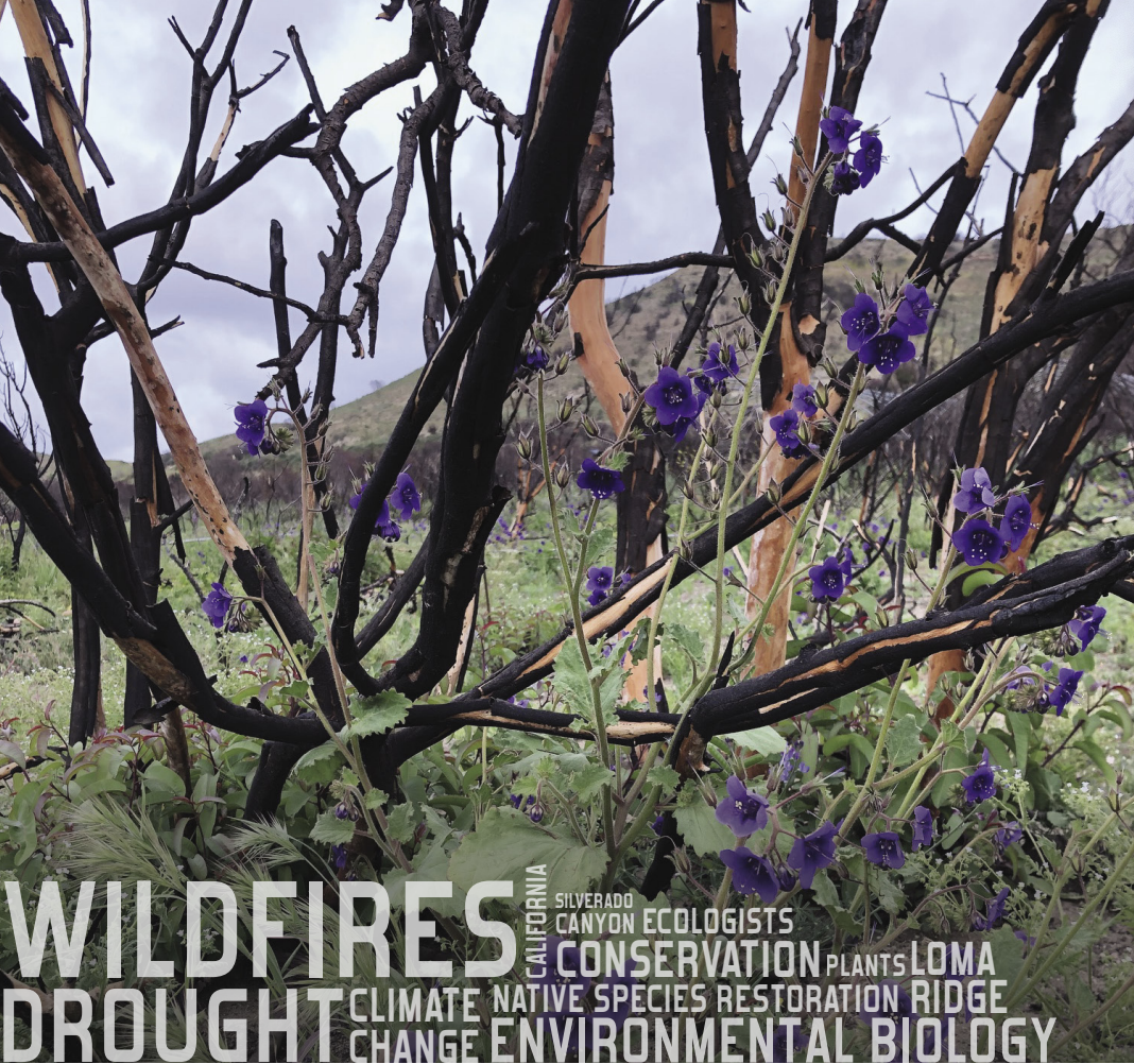 Crucial New Research Questions Rise From Wildfire Ashes
