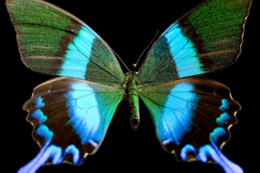 Nova Butterfly