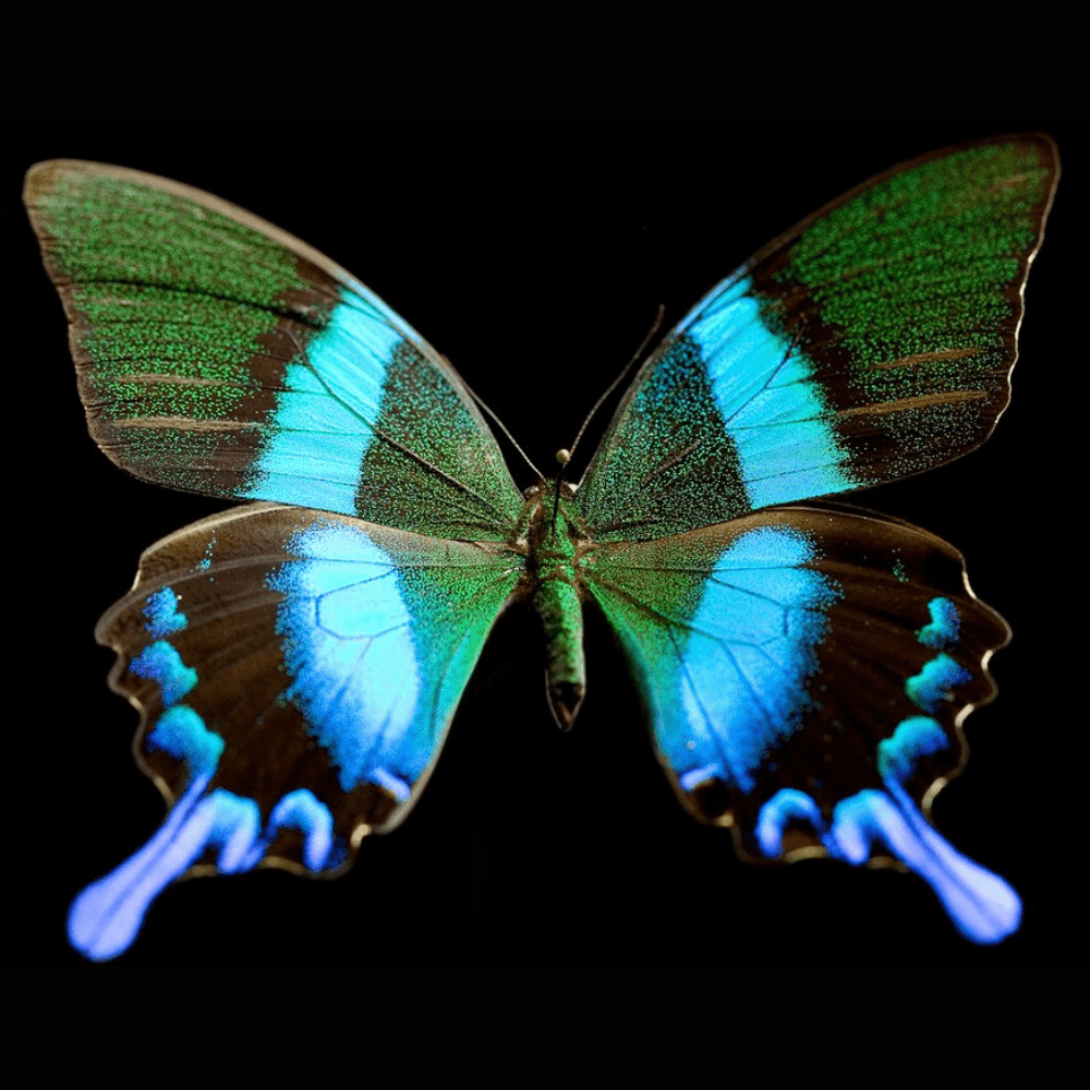 Butterfly Blueprints
