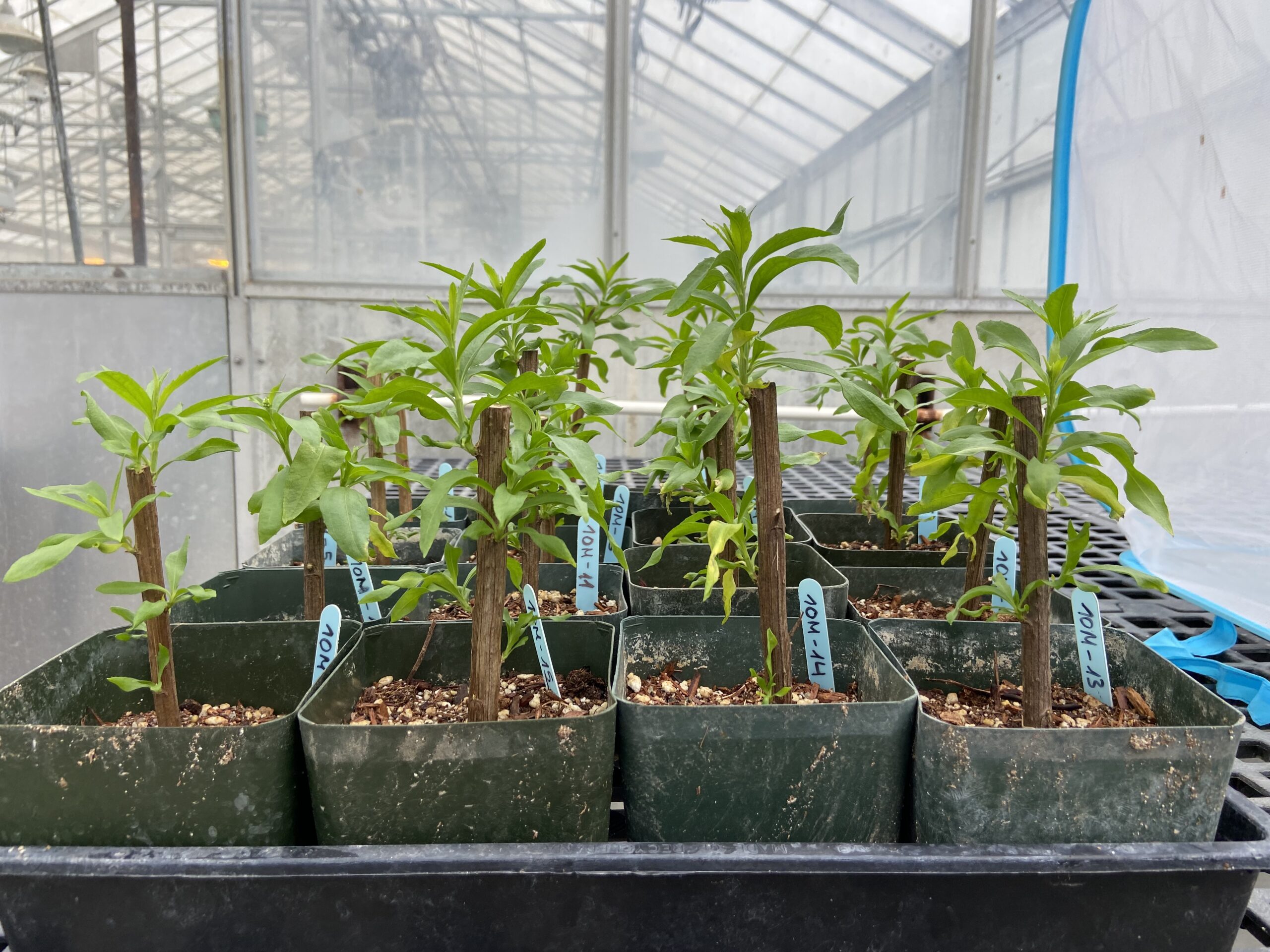 plant4