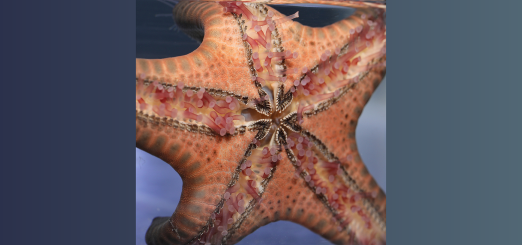 sea star