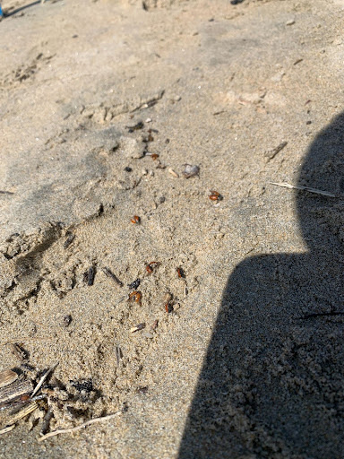 dead ladybugs on the sand along the shore.