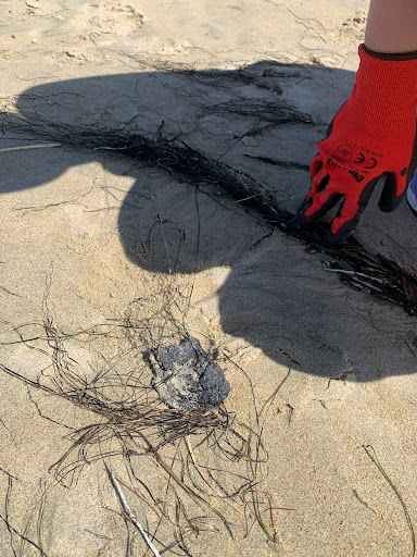 looking at tangled sea weed.