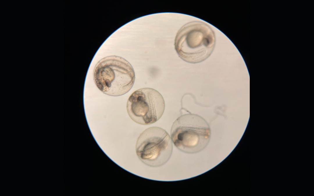 Sparking Curiosity: The SoCal BioEYES Program’s Mission to Ignite a Passion for Science in Young Minds