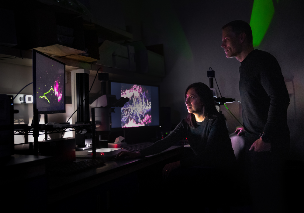 Postdoctoral scholar Liz Ortiz and Assistant Professor Travis Wiles track the movement of phages by tagging them with fluorescent markers.