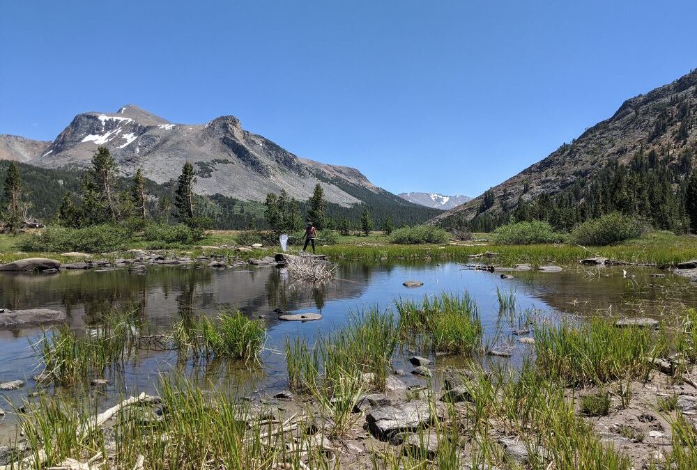 As Snowpack Shrinks, Sierra Nevada Mountain Ponds Undergo Dramatic Change