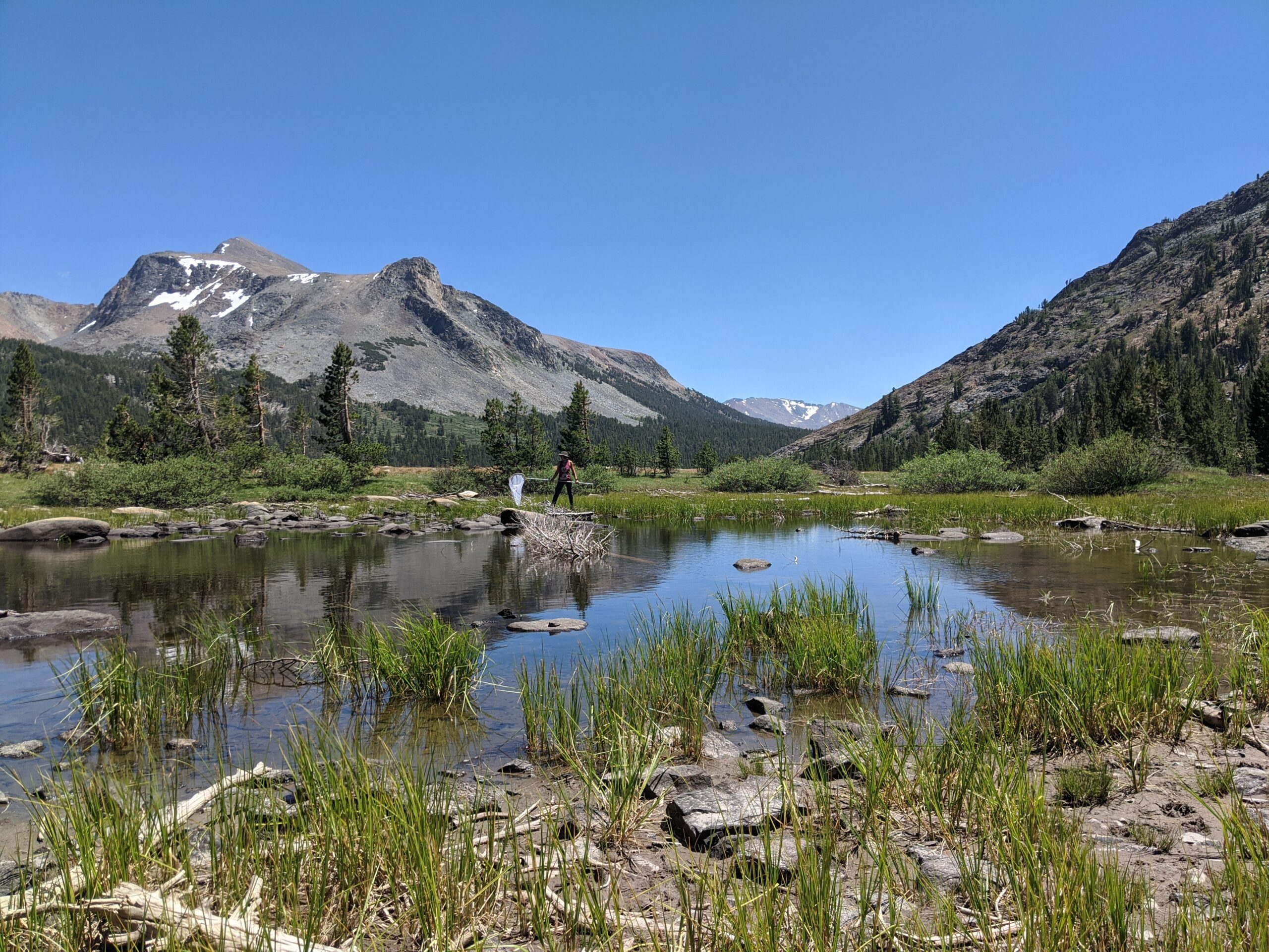Christine Bonadonna sampling invertebrates at a pond near Yosemite National Park. Photo credit: Celia Symons