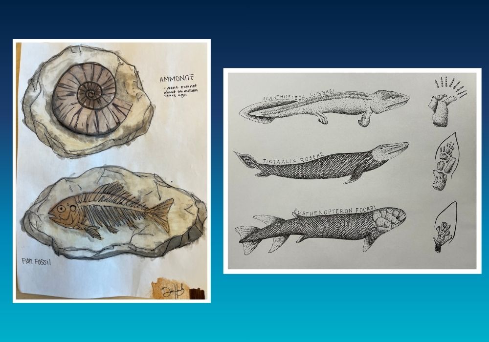 Student artwork from BIO SCI 8 includes an ammonite drawing by Diana G. Hernandez Rodriguez, left, and a Tiktaalik line-and-ink drawing by Kimberly Ng, right.