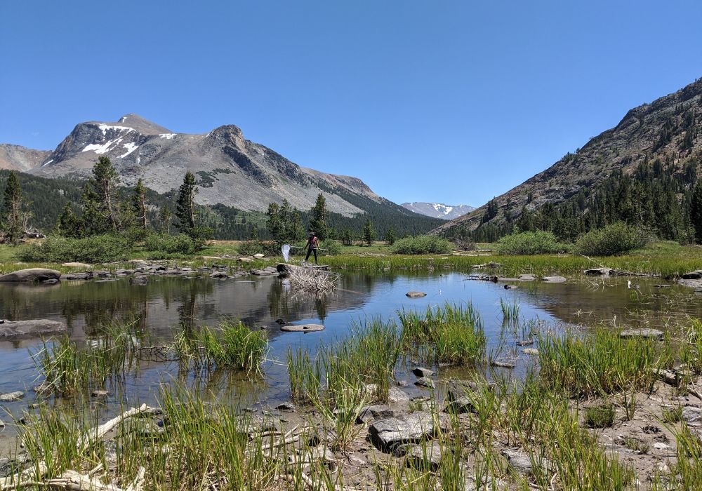 Christine Bonadonna sampling invertebrates at a pond near Yosemite National Park. Photo credit: Celia Symons