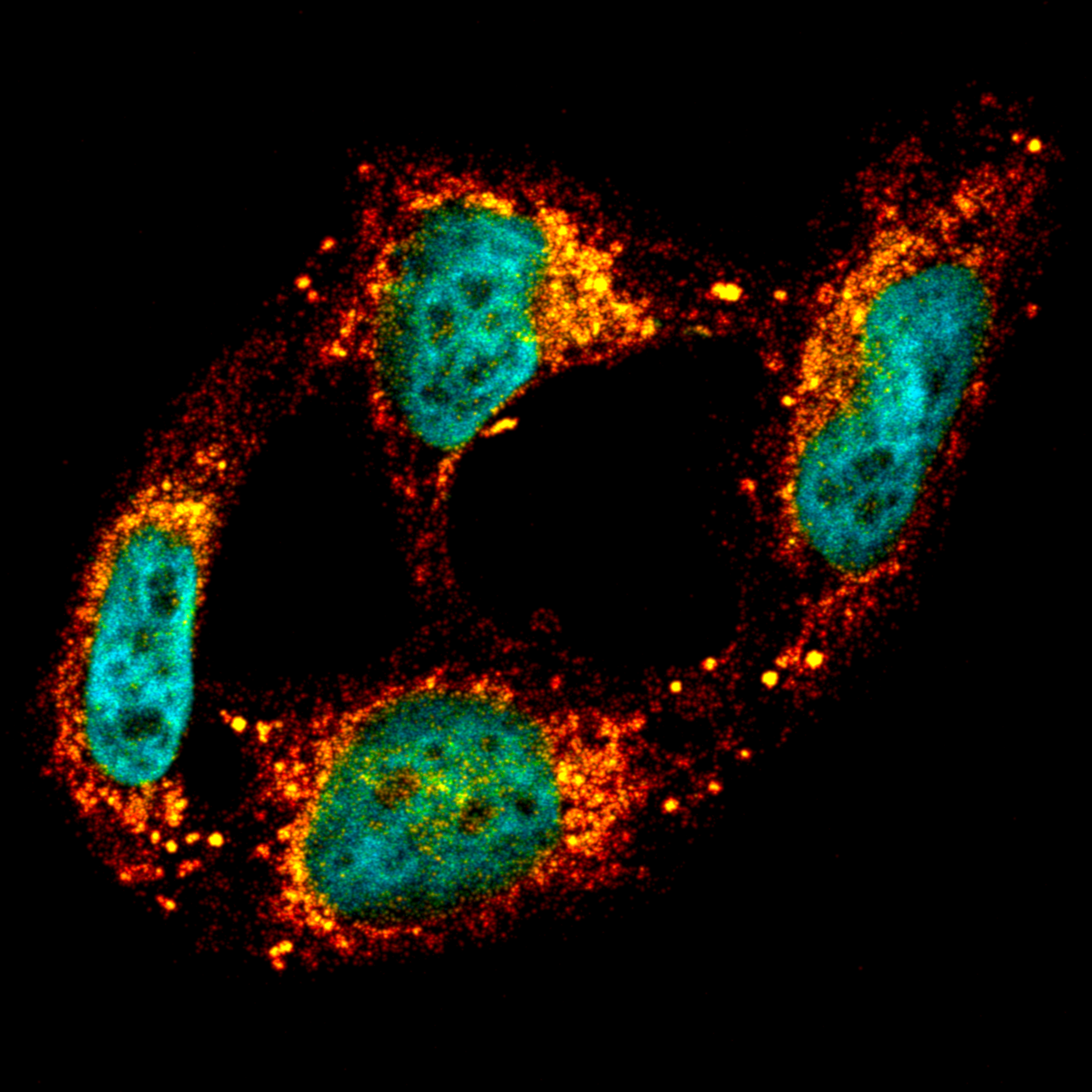 Dev Cell